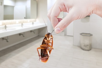 ¿Puedo tirar una cucaracha muerta por el inodoro?