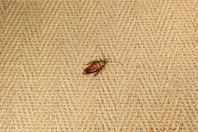 ¿Pueden las cucarachas vivir debajo de la alfombra?