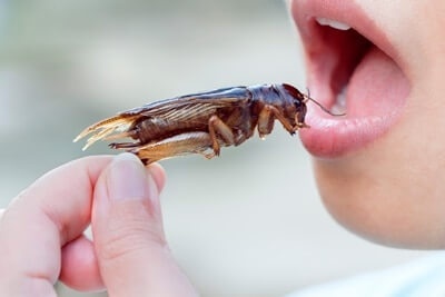 ¿Las cucarachas entran en tu boca?