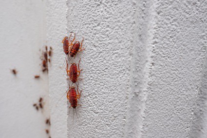 ¿Por qué las cucarachas trepan por las paredes?